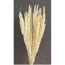 AMARANTHUS  STANDING 24" Bleached (BULK)